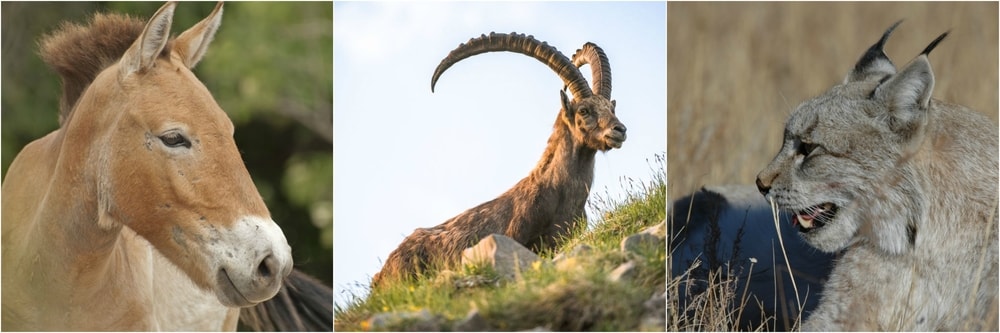 Wild animals in Khustai National Park